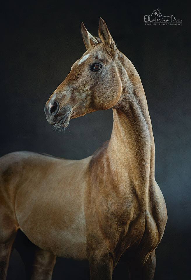Ekaterina Druz Horse Photographer - Akhal-Teke stallion Musson, Le Clos des Tekes